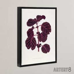 "Artery8 AF Lydon B Fawcett Pink Achyranthes Verschaffeltii Framed Canvas Art in White - Size: W12"" x H16""" - thumbnail 2