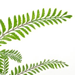 Leaf 55cm Himilayan Maidenhair Fern Bush Light Green Plant - thumbnail 2
