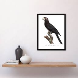 Artery8 Francois Levaillant Framed Wall Art Print The Greater Vasa Parrot in White - Size: A4 - thumbnail 2