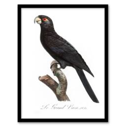 Artery8 Francois Levaillant Framed Wall Art Print The Greater Vasa Parrot in White - Size: A4 - thumbnail 1