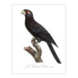 Artery8 Francois Levaillant Framed Wall Art Print The Greater Vasa Parrot in White - Size: A4 - thumbnail 3