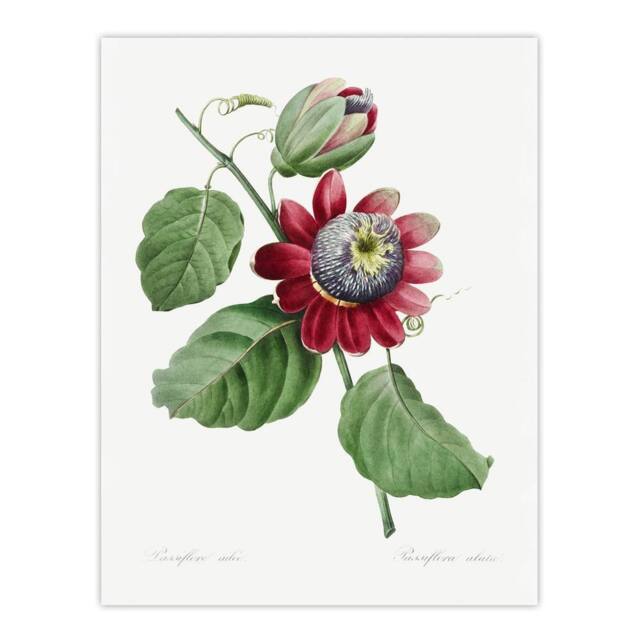 "Artery8 Passion Flower Illustration Redoute Vintage Wall Art Print Poster in White - Size: W12"" x H16""" - image 1