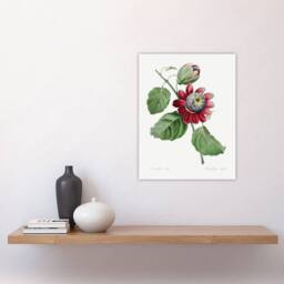 "Artery8 Passion Flower Illustration Redoute Vintage Wall Art Print Poster in White - Size: W12"" x H16""" - thumbnail 4