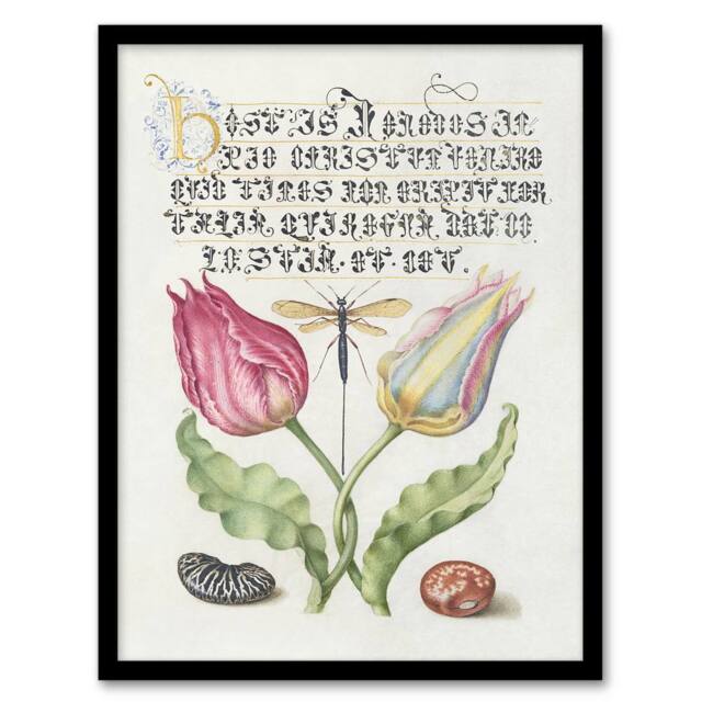 Artery8 Tulip Ichneumon Wasp & Beans Calligraphy Framed Wall Art Print in White - Size: A4 - image 1