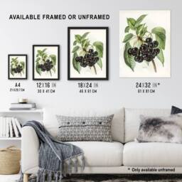 Artery8 Vintage Artwork of Early Rivers Cherries Wright Framed Wall Art Print in White - Size: A4 - thumbnail 3