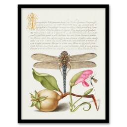 Artery8 Model Book of Calligraphy Framed Wall Art Dragonfly Pear & Carnation in White - Size: A4 - thumbnail 1