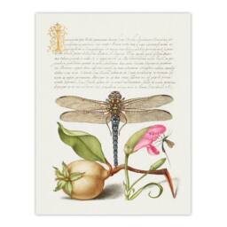 Artery8 Model Book of Calligraphy Framed Wall Art Dragonfly Pear & Carnation in White - Size: A4 - thumbnail 3