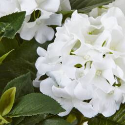 Wyld Haus Artificial Medium White Hydrangea in White Ceramic Pot - thumbnail 2