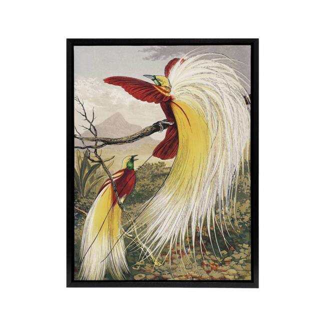 "Artery8 Bird Paradise Exotic B. Fawcett Vintage Black Framed Canvas Wall Art - Size: W18"" x H24""" - image 1