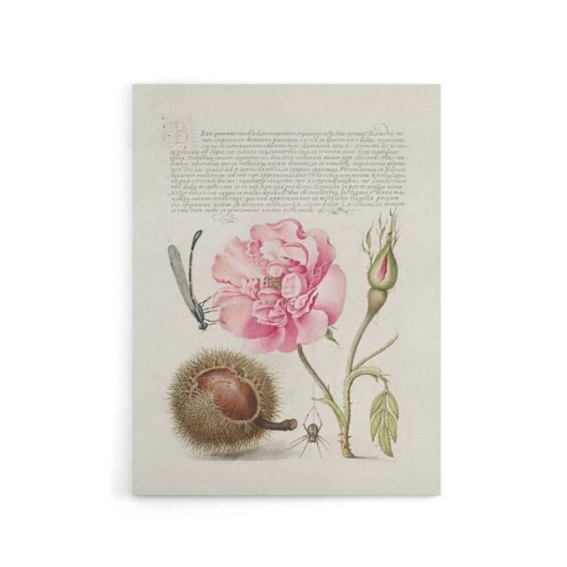 "Artery8 Damselfly Rose Chestnut Spider Calligraphy Canvas Wall Art Print in White - Size: W12"" x H16""" - image 1