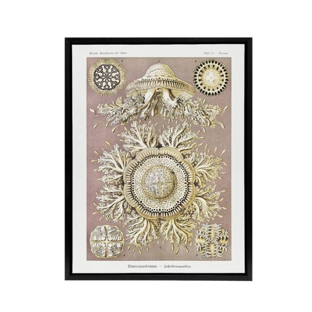 "Artery8 Jellyfish Discomedusae Vintage Haeckel Black Framed Canvas Wall Art in White - Size: W12"" x H16""" - image 1