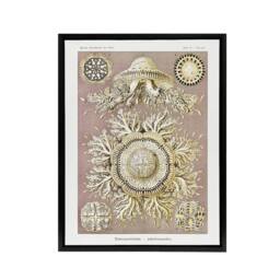 "Artery8 Jellyfish Discomedusae Vintage Haeckel Black Framed Canvas Wall Art in White - Size: W12"" x H16""" - thumbnail 1