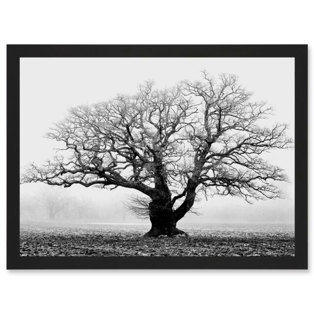 Artery8 Old Oak Tree Black White In Mist Fog Photo A4 Artwork Framed Wall Art Print - image 1