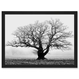Artery8 Old Oak Tree Black White In Mist Fog Photo A4 Artwork Framed Wall Art Print - thumbnail 1