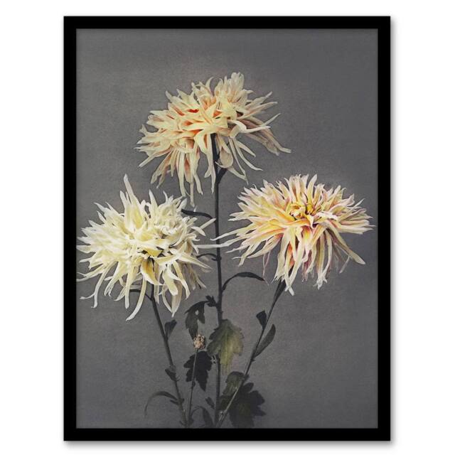 "Artery8 Chrysanthemums Vintage Floral Retro Japan Framed Wall Art Print Kazumasa in Yellow - Size: W12"" x H16""" - image 1