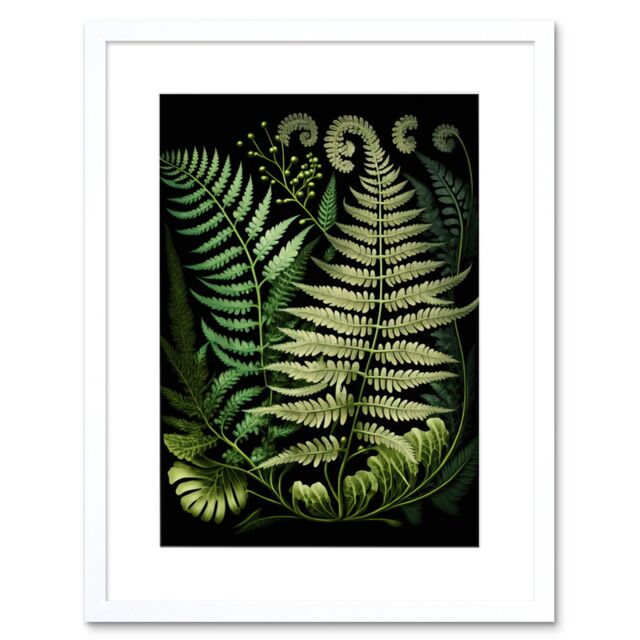 "Artery8 Wall Art Print Ernst Haeckel Style Fern Fronds Artwork Framed 9X7 Inch in White - Size: W7"" x H9""" - image 1