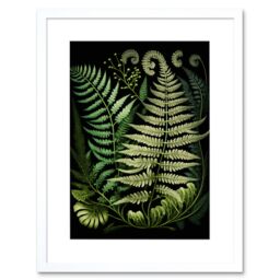 "Artery8 Wall Art Print Ernst Haeckel Style Fern Fronds Artwork Framed 9X7 Inch in White - Size: W7"" x H9""" - thumbnail 1