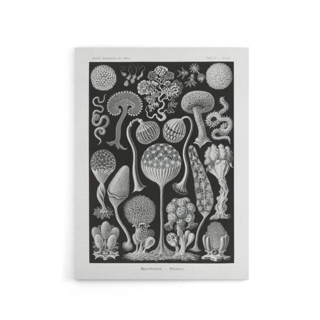 "Artery8 Intricate Slime Molds Haeckel Botanical Canvas Wall Art in Black - Size: W18"" x H24""" - image 1