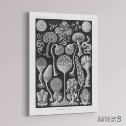 "Artery8 Intricate Slime Molds Haeckel Botanical Canvas Wall Art in Black - Size: W18"" x H24""" - thumbnail 2