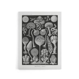 "Artery8 Intricate Slime Molds Haeckel Botanical Canvas Wall Art in Black - Size: W18"" x H24""" - thumbnail 1