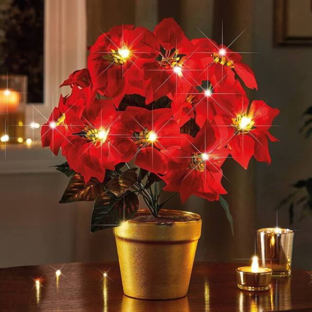 Coopers of Stortford Light-Up Potted Poinsettia with Warm White LEDs in Red - image 1