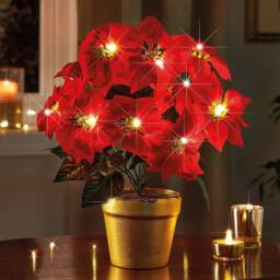Coopers of Stortford Light-Up Potted Poinsettia with Warm White LEDs in Red - thumbnail 1