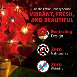 Coopers of Stortford Light-Up Potted Poinsettia with Warm White LEDs in Red - thumbnail 3