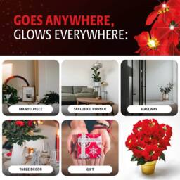 Coopers of Stortford Light-Up Potted Poinsettia with Warm White LEDs in Red - thumbnail 6