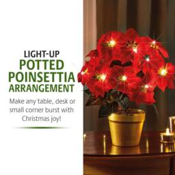 Coopers of Stortford Light-Up Potted Poinsettia with Warm White LEDs in Red - thumbnail 7