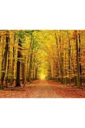 Origin Murals Autumn Forest Wall Mural - Size: W350 cm x H280 cm - thumbnail 2