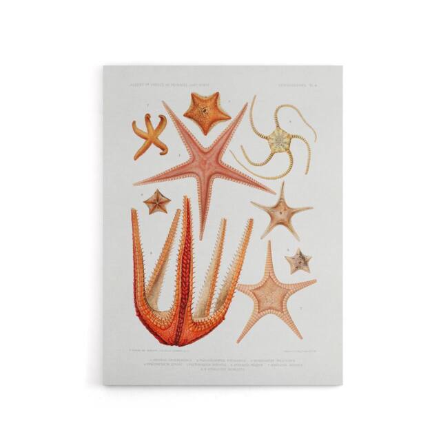 "Artery8 Starfish Biodiversity Illustration Albert I Canvas Wall Art Print in White - Size: W18"" x H24""" - image 1