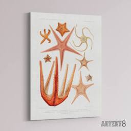 "Artery8 Starfish Biodiversity Illustration Albert I Canvas Wall Art Print in White - Size: W18"" x H24""" - thumbnail 2