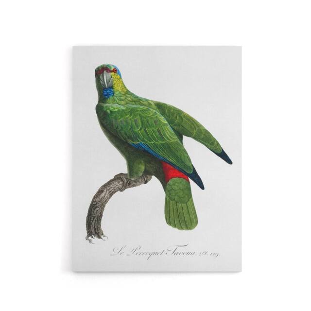 "Artery8 The Festive Amazon Parrot Levaillant Canvas Wall Art Print in White - Size: W12"" x H16""" - image 1