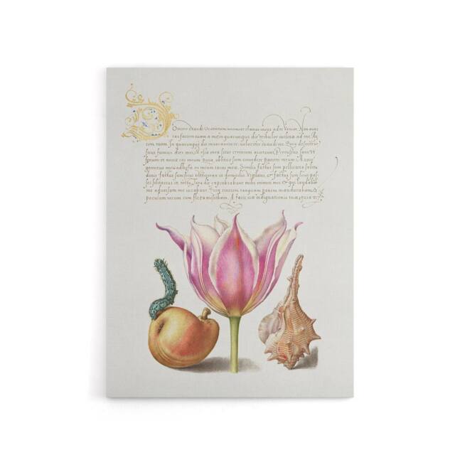"Artery8 Pear Pink Tulip & Seashell Calligraphy Canvas Wall Art Print in White - Size: W12"" x H16""" - image 1