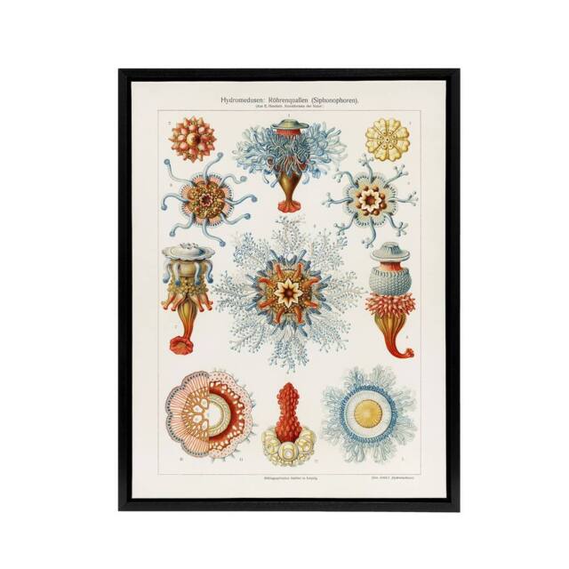 "Artery8 Marine Jellyfish in sea colourful Haeckel Framed Canvas Wall Art in White - Size: W12"" x H16""" - image 1