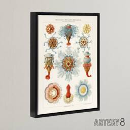 "Artery8 Marine Jellyfish in sea colourful Haeckel Framed Canvas Wall Art in White - Size: W12"" x H16""" - thumbnail 2