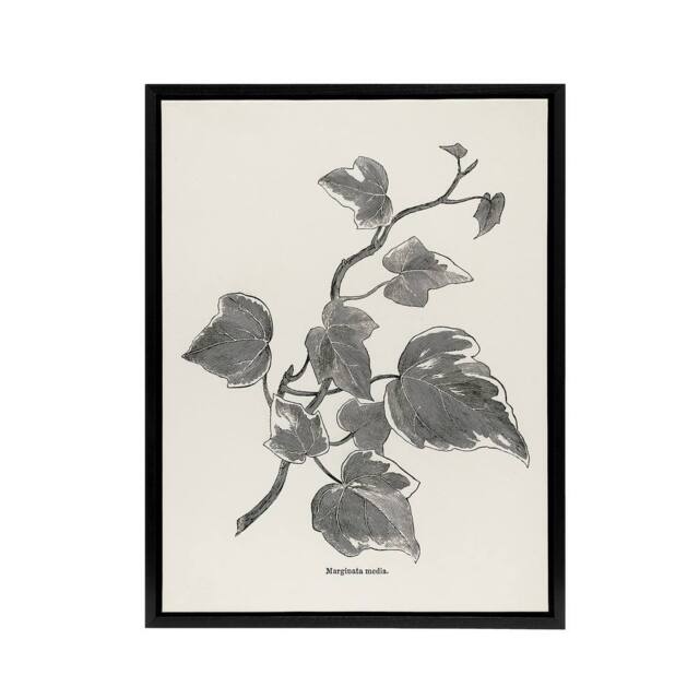"Artery8 Vintage Botanical Marginata Ivy Hibberd Black Framed Canvas Wall Art in White - Size: W12"" x H16""" - image 1