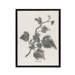 "Artery8 Vintage Botanical Marginata Ivy Hibberd Black Framed Canvas Wall Art in White - Size: W12"" x H16""" - thumbnail 1
