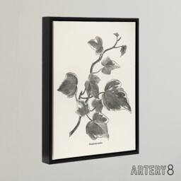 "Artery8 Vintage Botanical Marginata Ivy Hibberd Black Framed Canvas Wall Art in White - Size: W12"" x H16""" - thumbnail 2