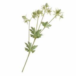Bloom Artificial Single Green Sea Holly Stem - Faux Fake Silk Flower Indoor Home Floral Decoration - Measures L55cm