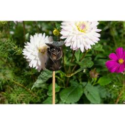 Jardinopia Butterfly On Rose Cane or Stake Topper - L5 x W4 x H8 cm in Bronze - thumbnail 4