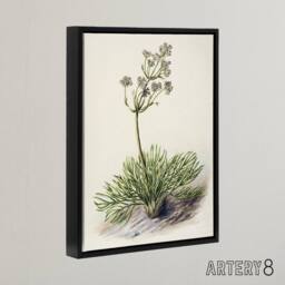 "Artery8 New Zealand Wild Spaniard Flower Featon Framed Canvas Wall Art Print in Beige - Size: W12"" x H16""" - thumbnail 2