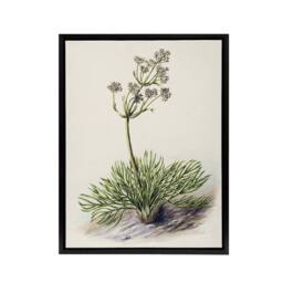 "Artery8 New Zealand Wild Spaniard Flower Featon Framed Canvas Wall Art Print in Beige - Size: W12"" x H16""" - thumbnail 1