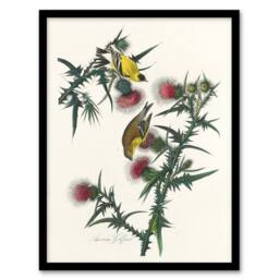 Artery8 American Goldfinch & Thistle Audubon Nature Framed Wall Art Print in White - Size: A4 - thumbnail 1