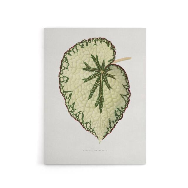 "Artery8 AF Lydon Benjamin Fawcett Begonia Marshall Leaf Canvas Wall Art Print in White - Size: W12"" x H16""" - image 1