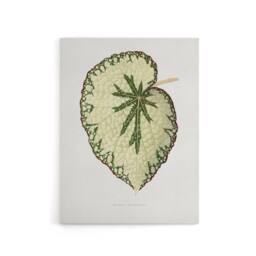 "Artery8 AF Lydon Benjamin Fawcett Begonia Marshall Leaf Canvas Wall Art Print in White - Size: W12"" x H16""" - thumbnail 1
