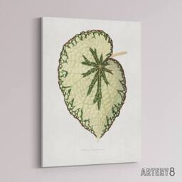 "Artery8 AF Lydon Benjamin Fawcett Begonia Marshall Leaf Canvas Wall Art Print in White - Size: W12"" x H16""" - thumbnail 2