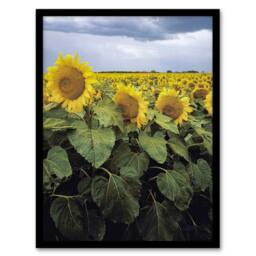 "Artery8 A Kansas sunflower field up close Highsmith Framed Wall Art Print - Size: W12"" x H16""" - thumbnail 1