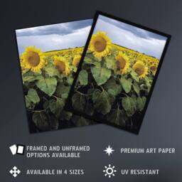 "Artery8 A Kansas sunflower field up close Highsmith Framed Wall Art Print - Size: W12"" x H16""" - thumbnail 2