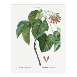 "Artery8 Acer Tataricum Botanical Redoute Vintage Wall Art Print Poster in White - Size: W12"" x H16""" - thumbnail 1